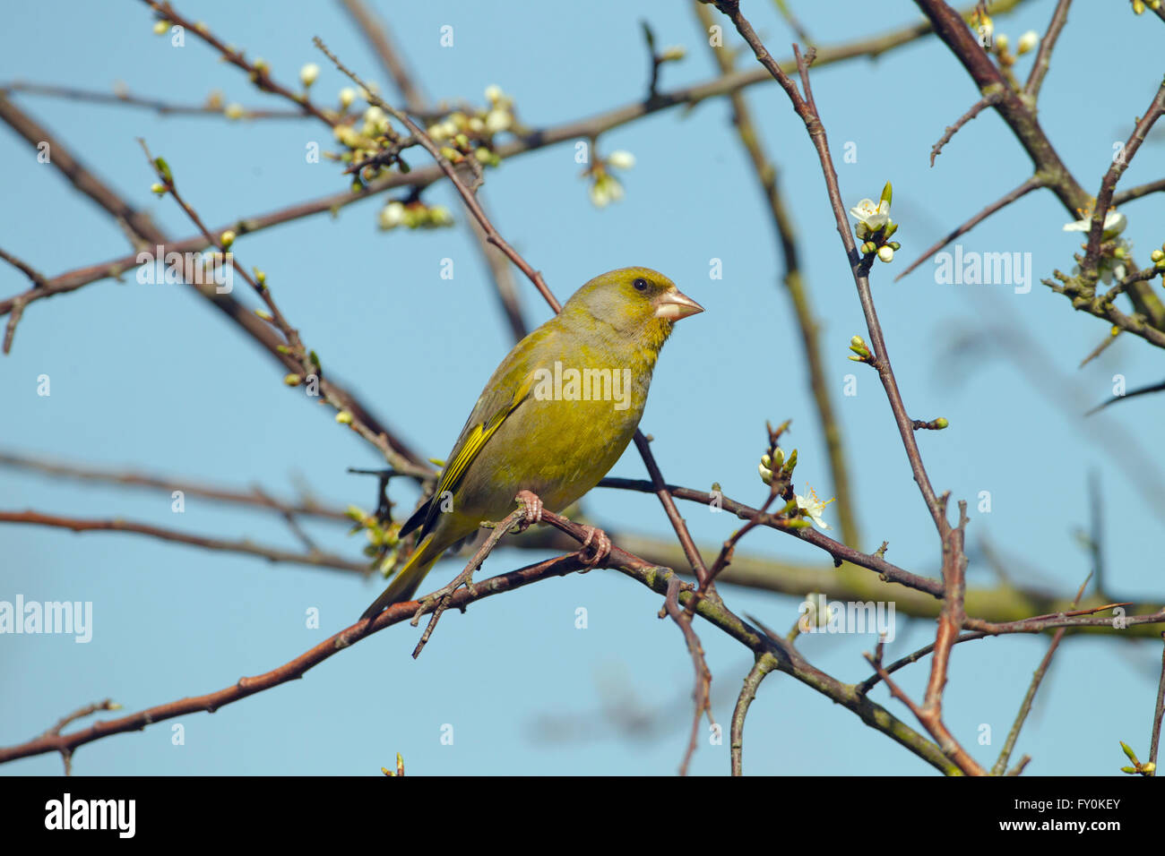 Greenfinch Carduelis chloris on Spring Blossom dans la campagne du Norfolk Banque D'Images