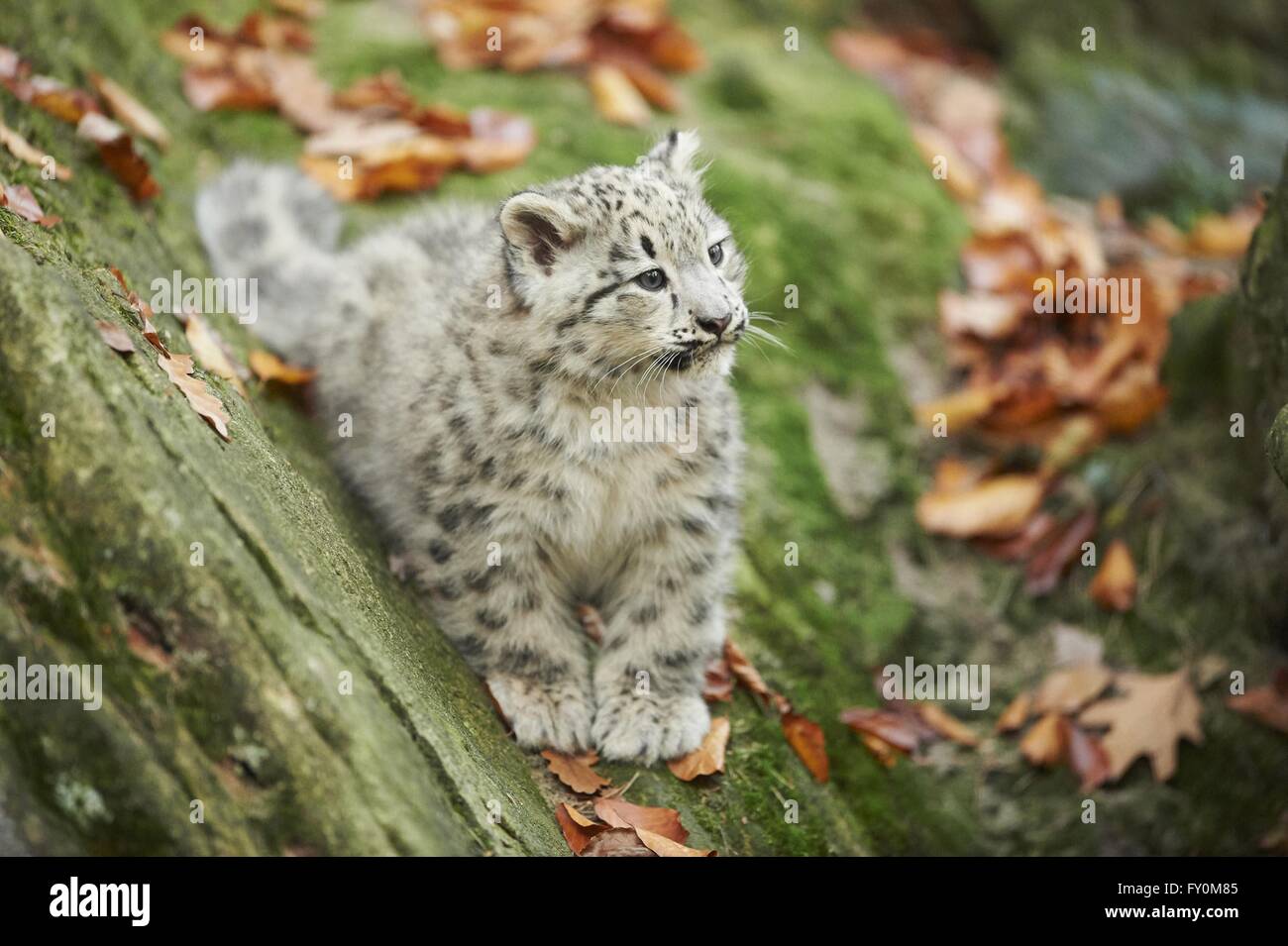 Baby snow leopard Banque de photographies et d’images à haute — free download