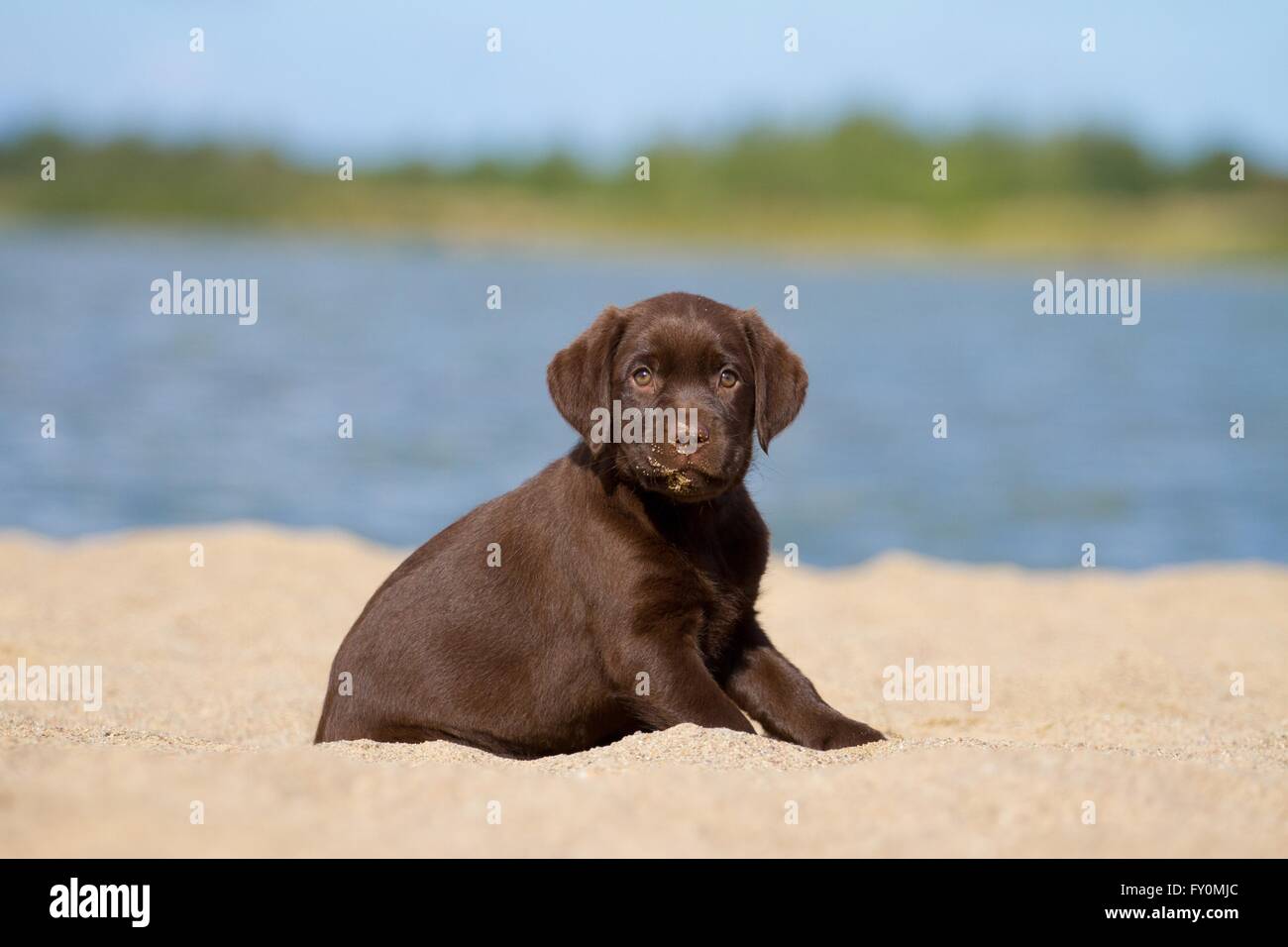 Labrador Retriever chiot Banque D'Images