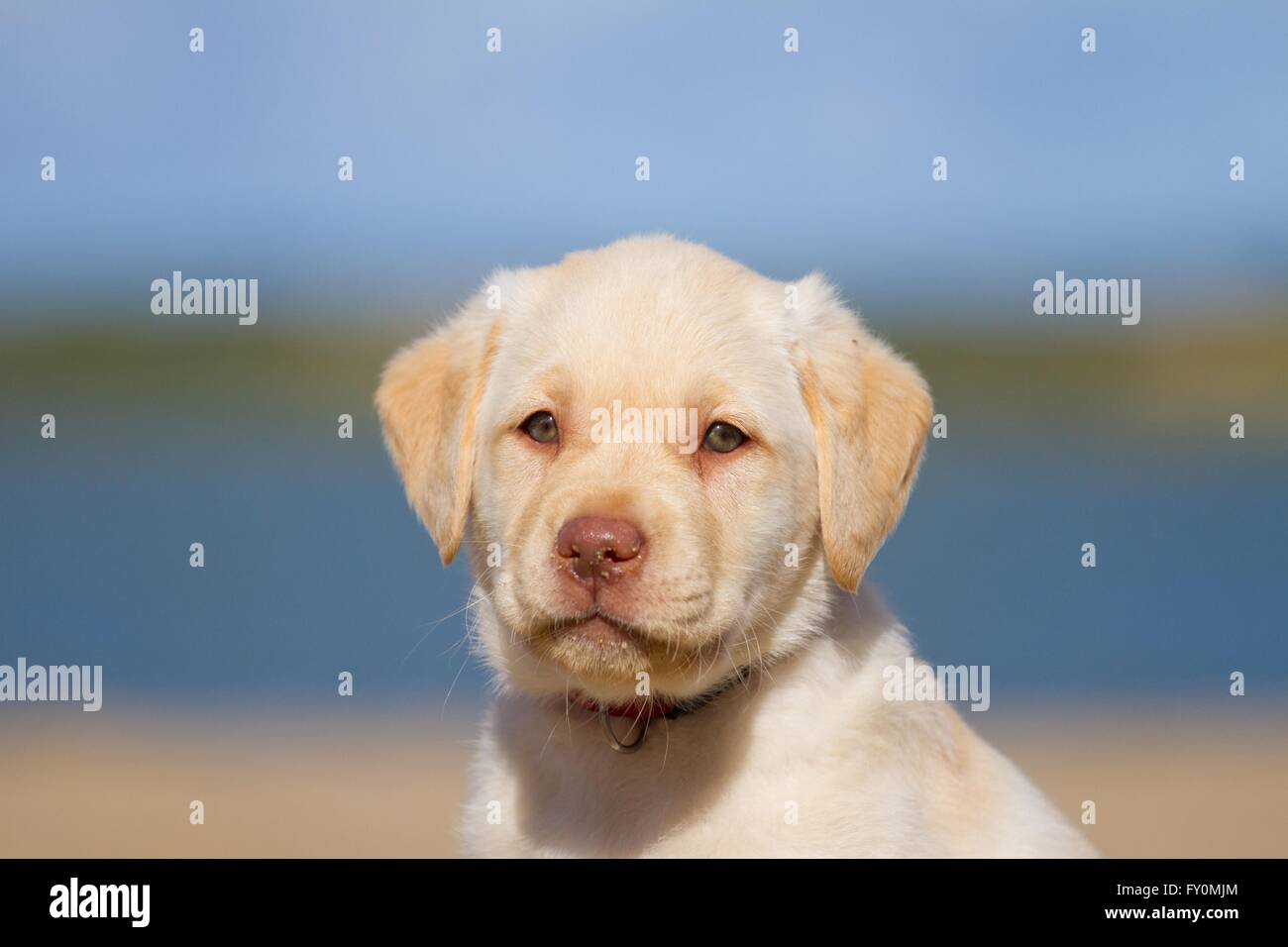 Labrador Retriever Puppy Portrait Banque D'Images