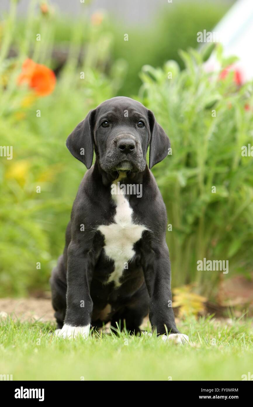 Chiot dogue allemand dans la campagne Banque D'Images