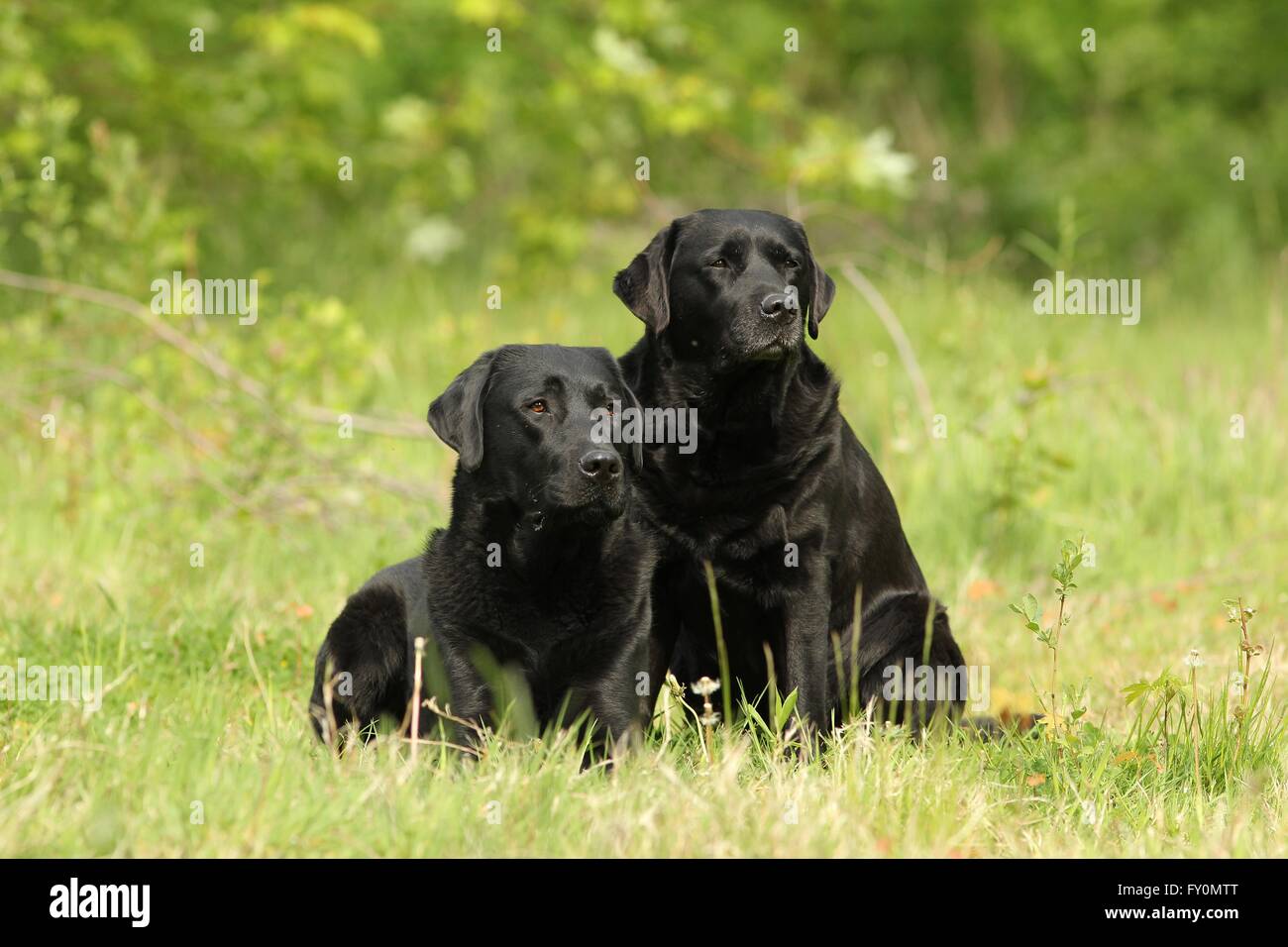 2 Labrador Retriever Banque D'Images