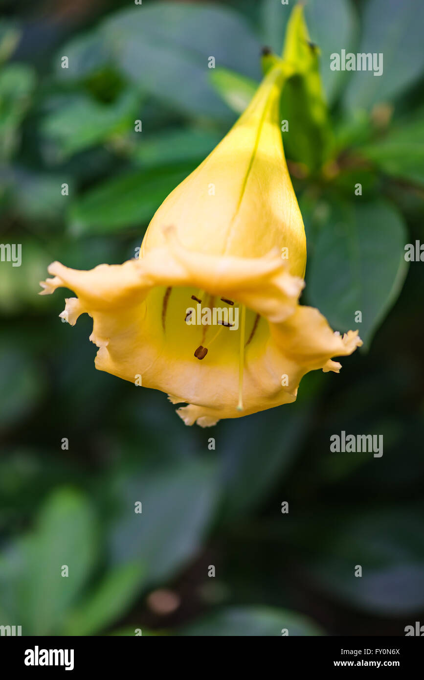 Coupe d'or Solandra maxima Hawaiian ouvert lily bud tropical jaune fleur de vigne Banque D'Images