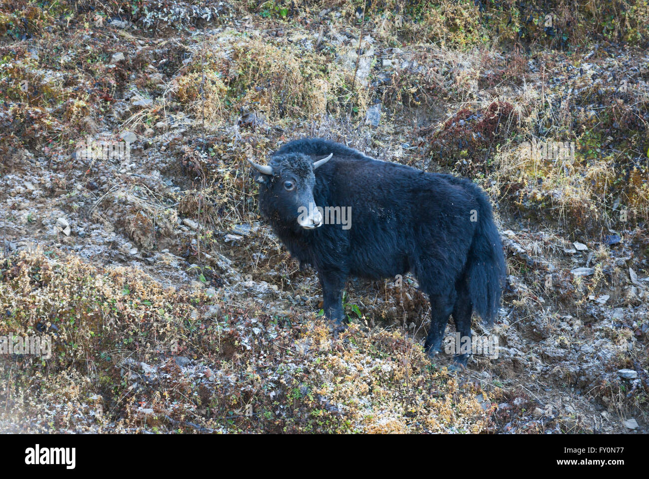 Jeune noir permanent yak gelé sur la colline près de Lawa, un 3360-m'passe dans l'ouest de l'himalaya Bhoutan Banque D'Images