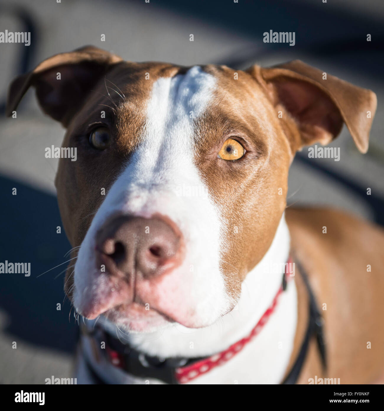 Profondeur de champ à portrait d'un pit-bull cross Banque D'Images
