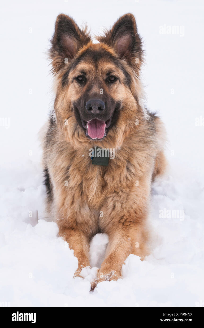 Berger Allemand, Canis lupus familiaris, 16 mois, dans la neige, Cochrane, Alberta, Canada Banque D'Images