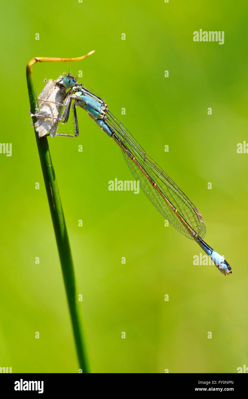 Macro Profil de demoiselle genre Ichnura papillon manger sur l'herbe Banque D'Images