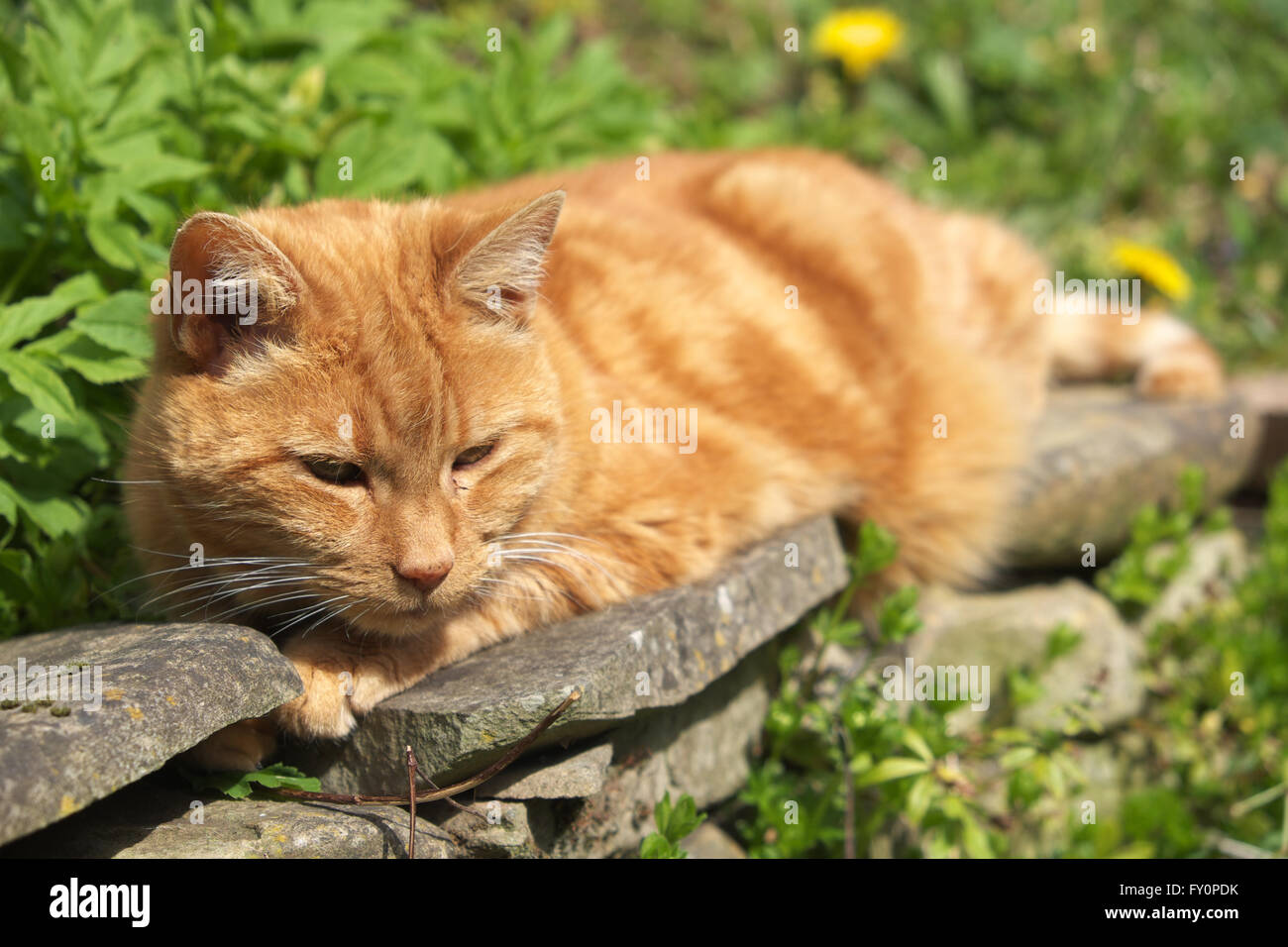 Le gingembre cat assis sur un mur de jardin Banque D'Images