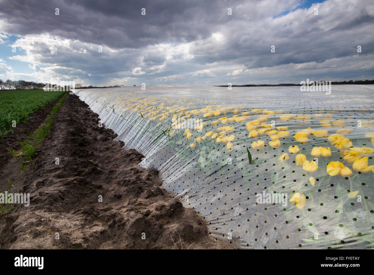 Tulipes jaunes sous film plastique, en vue de créer un climat de serre Banque D'Images