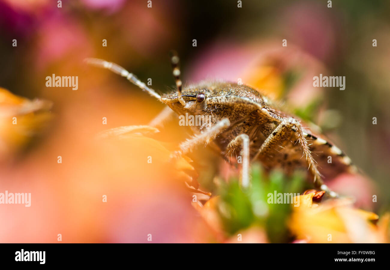 Bug Shield poilue (Dolycoris baccarum) sur la bruyère fleurs Banque D'Images