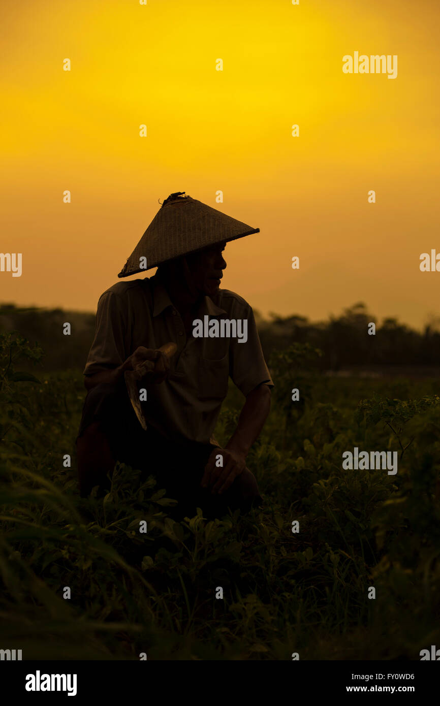 Silhouette d'exploitant agricole travaillant dans son domaine au coucher du soleil Banque D'Images