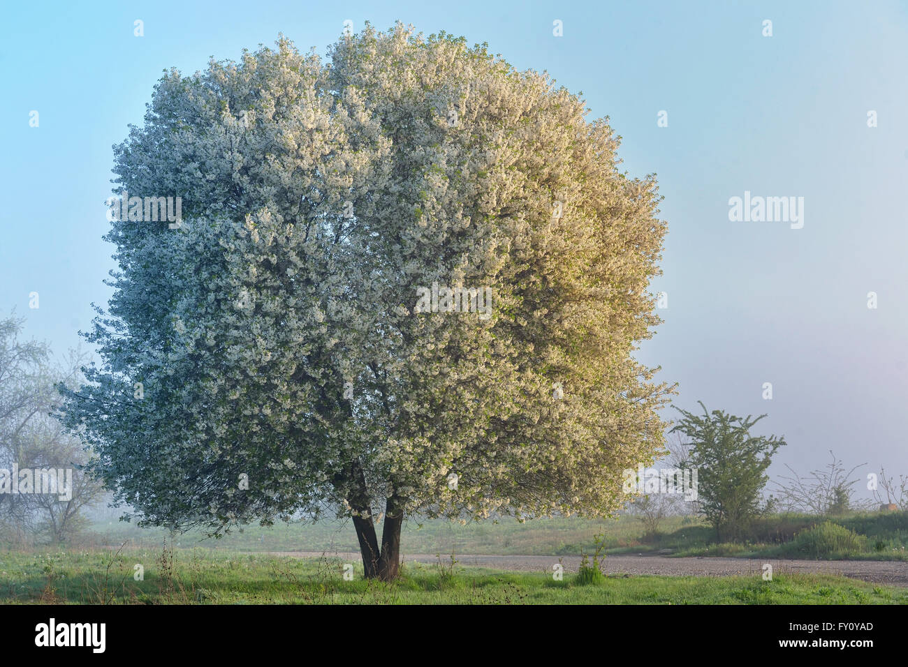 Blooming Cherry Tree dans un matin de printemps Banque D'Images