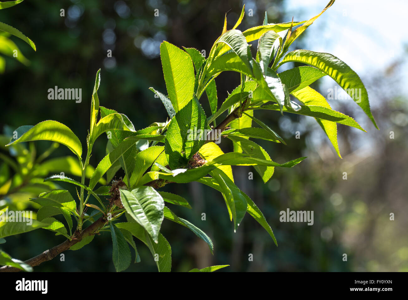 Peach Tree in spring Banque D'Images