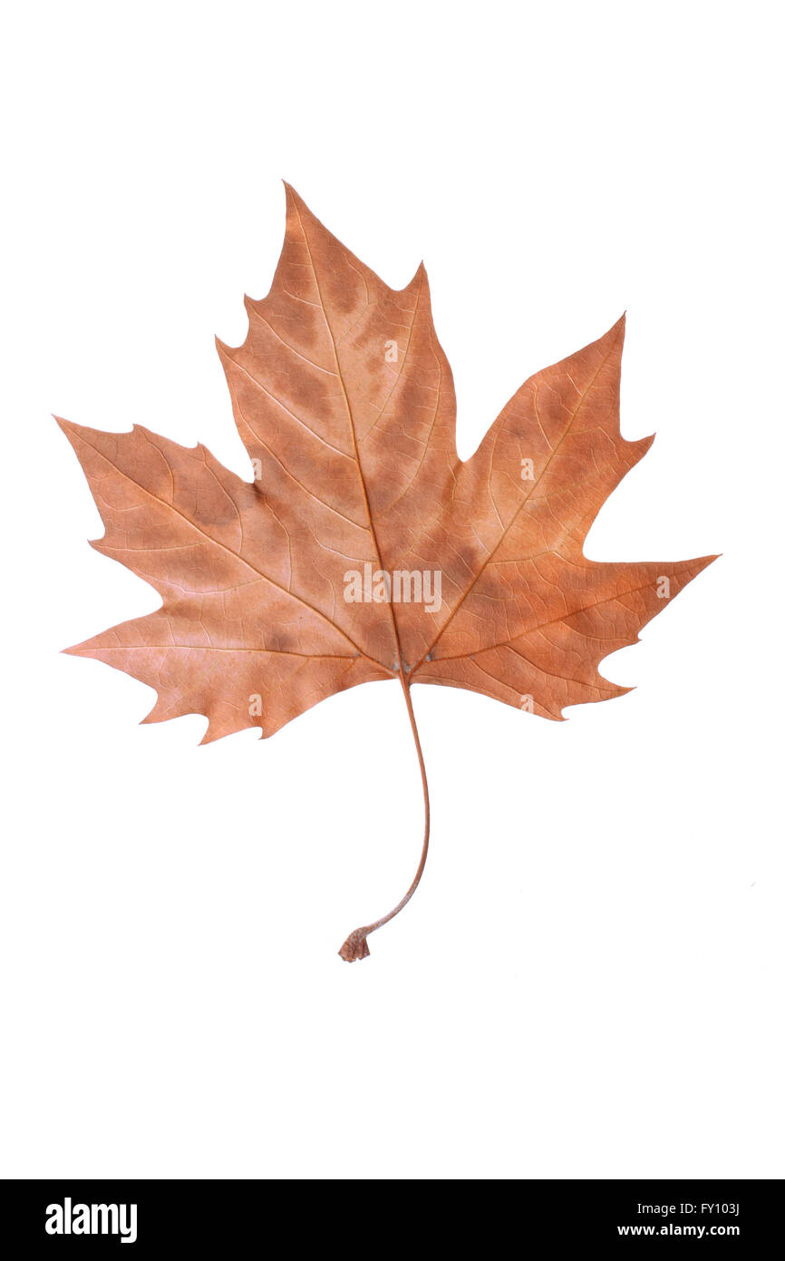Brun sec feuille d'érable symbolisant l'automne, l'automne ou hiver isolé sur fond blanc. Banque D'Images
