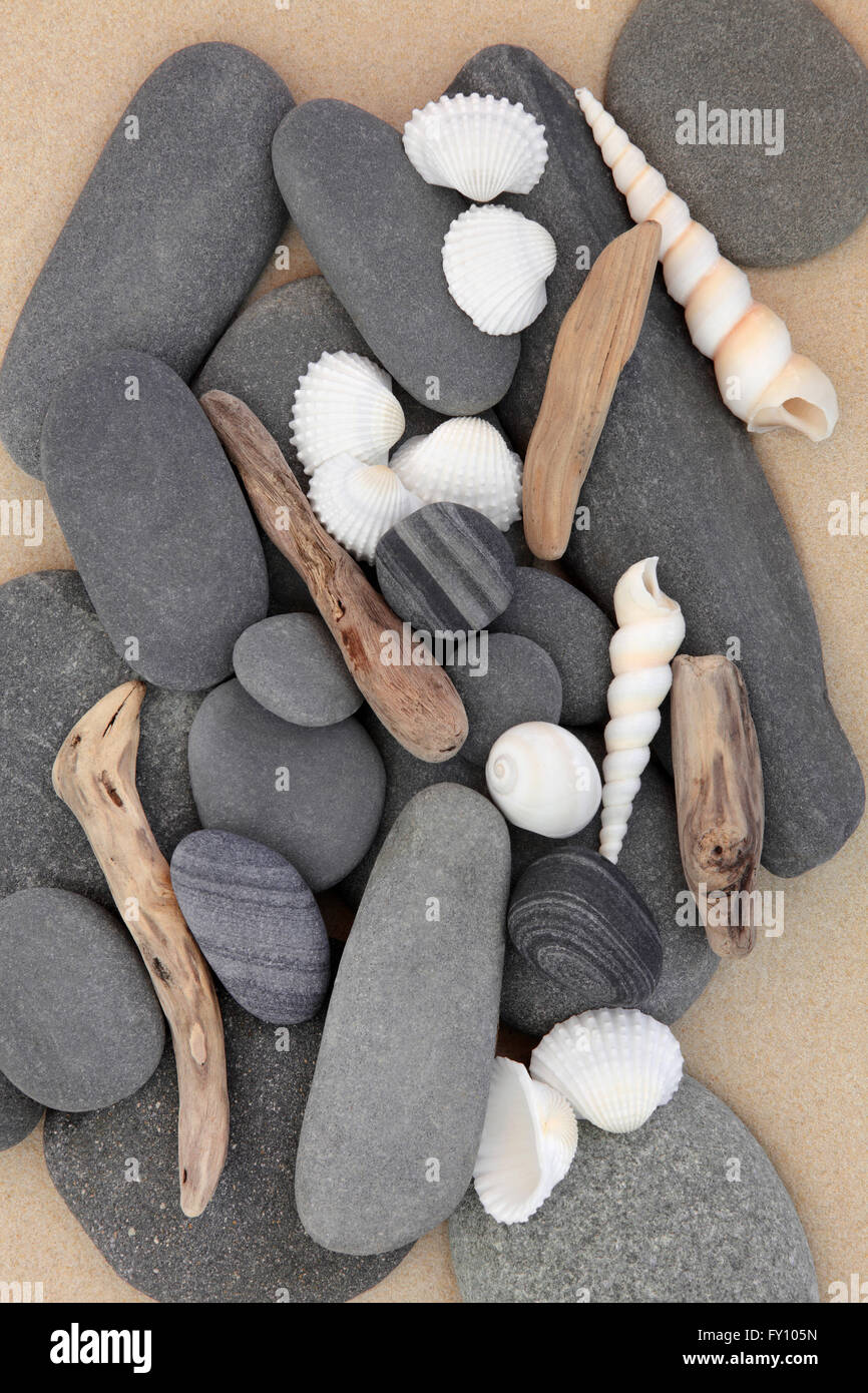 Sélection de coquillages de mer, bois flotté et de galets sur une plage de sable fin. Banque D'Images