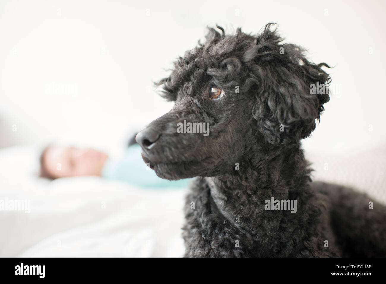 Caniche noir couché sur lit. Femme de se concentrer dans l'arrière-plan. Le chien est à la voiture. Banque D'Images