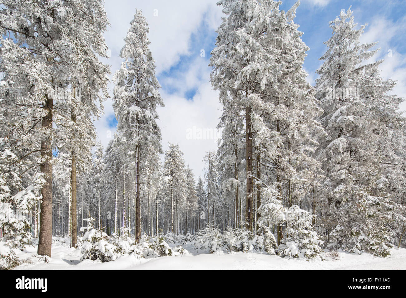 Pins dans la forêt de conifères recouverts de neige en hiver dans les Hautes Fagnes / Hautes Fagnes, Ardennes Belges, Belgique Banque D'Images