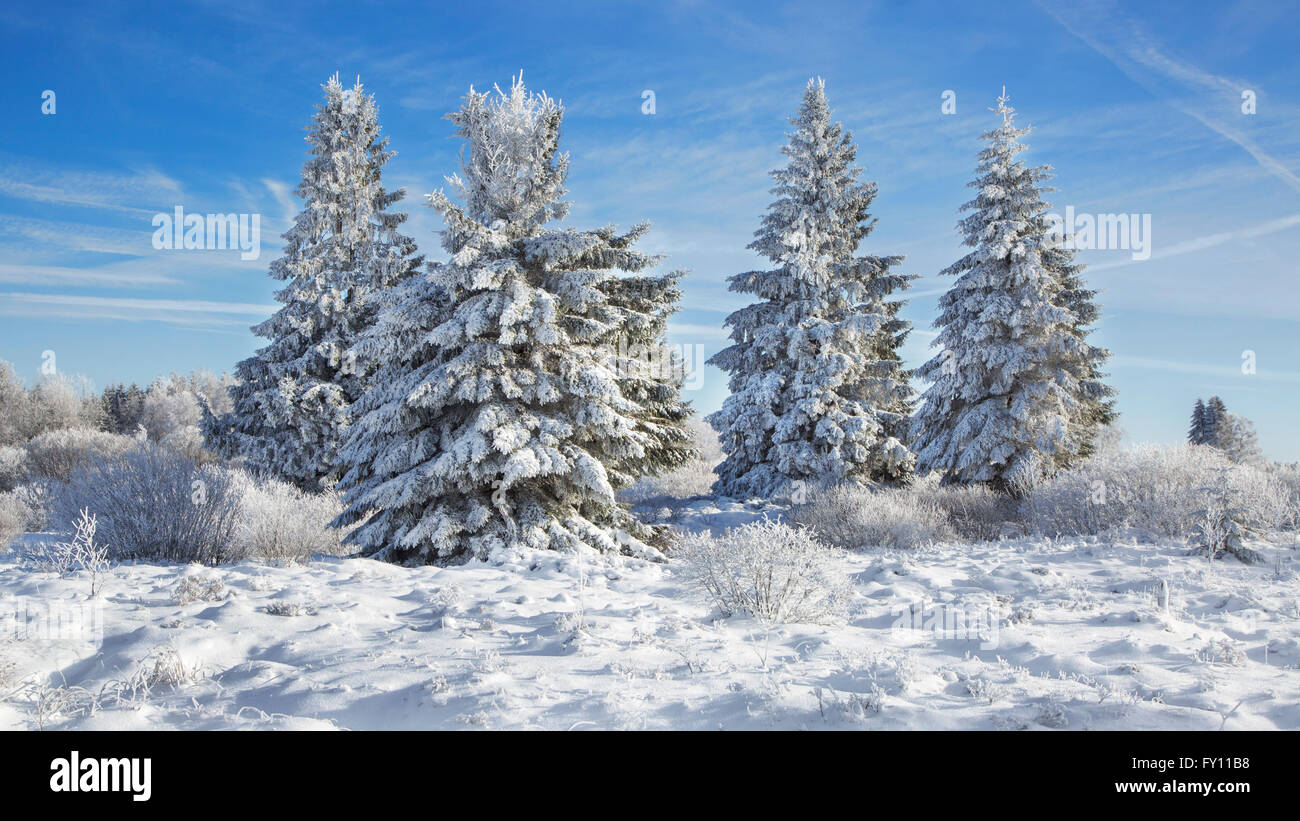 Les épinettes de Norvège (Picea abies) couvert de givre dans la lande en hiver, Hautes Fagnes / Hautes Fagnes, Ardennes Belges, Belgique Banque D'Images