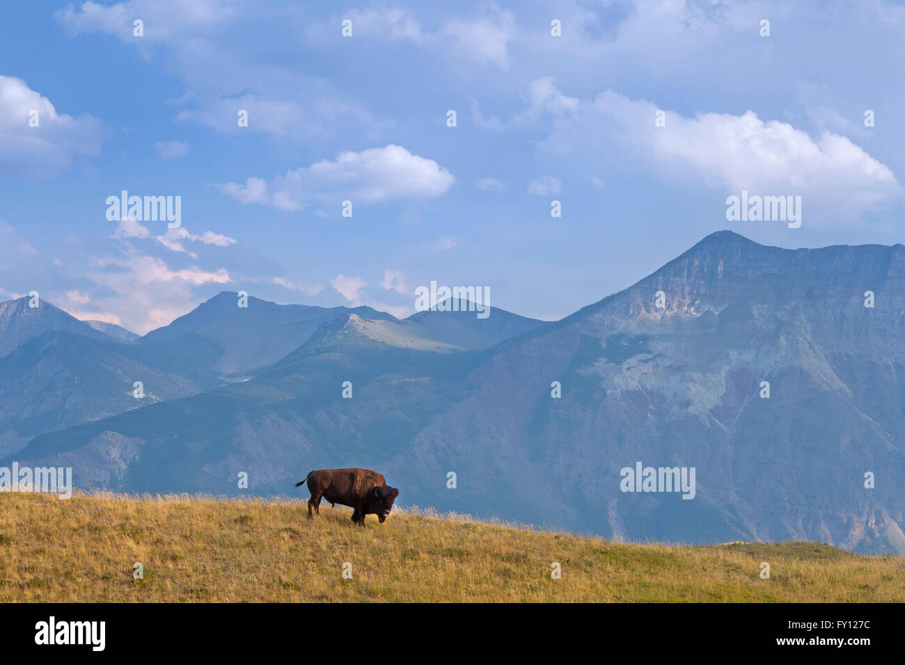 Bison d'Amérique / American bison (Bison bison) bull en été, Waterton Lakes National Park, Alberta, Canada Banque D'Images