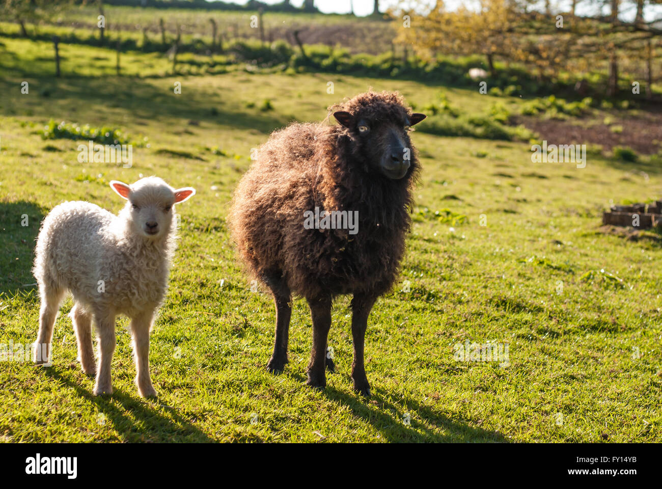 La brebis noire et son agneau blanc de moutons d'Oussant Banque D'Images