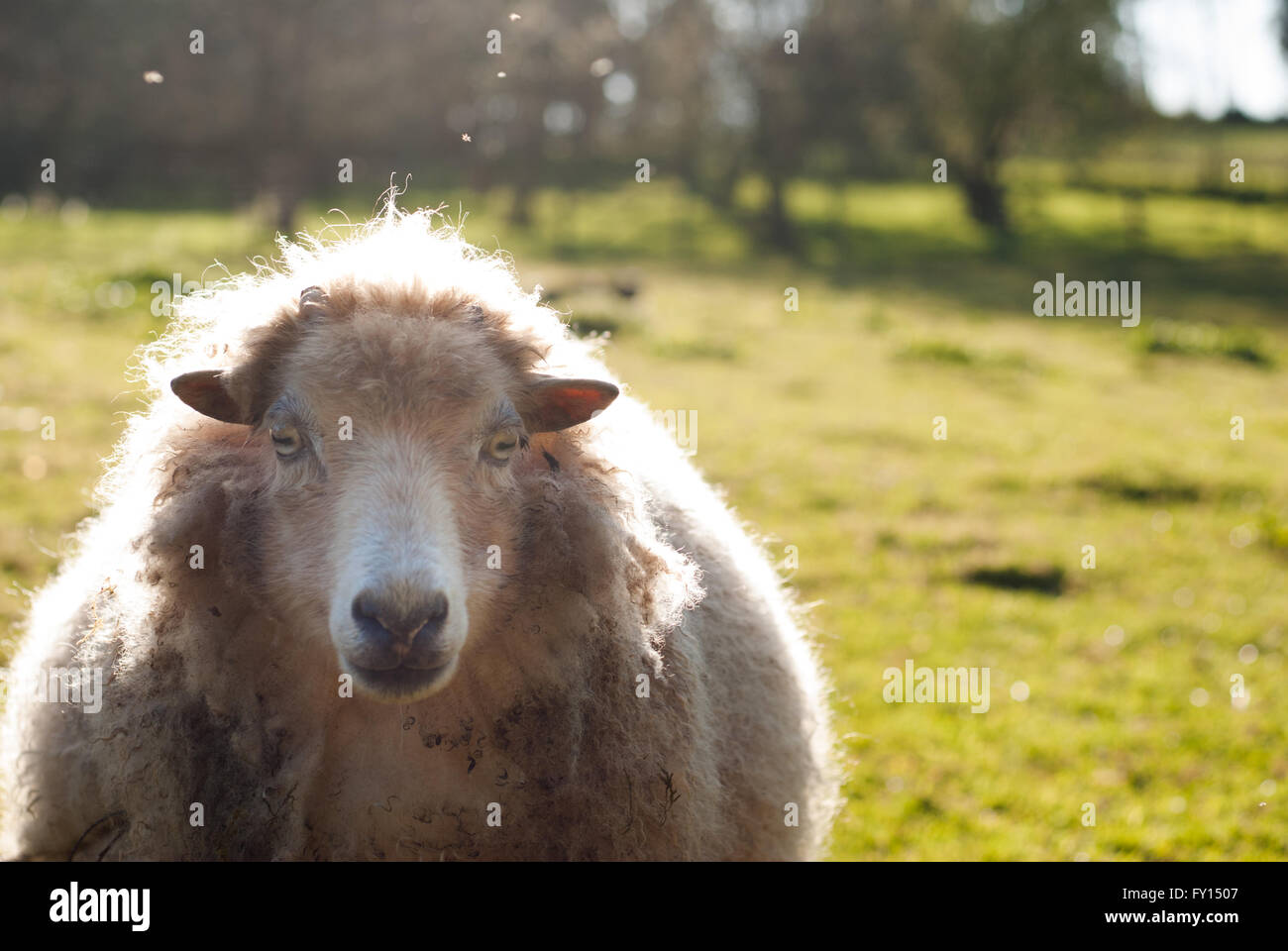 Les moutons d'ouessant prises par rétroéclairage face Banque D'Images