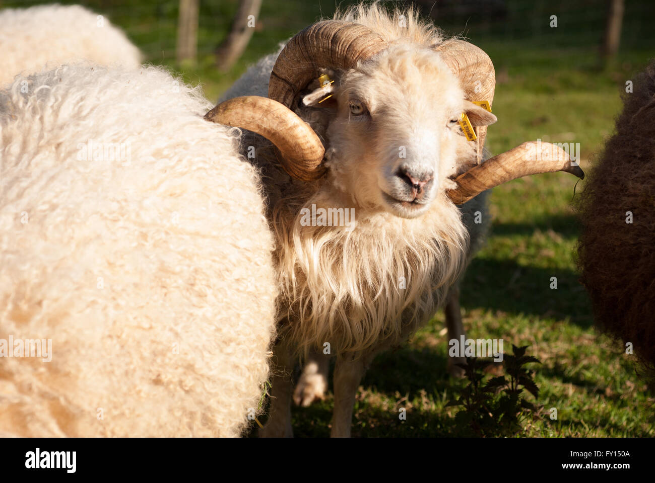 Les moutons d'ouessant Ram, France Banque D'Images