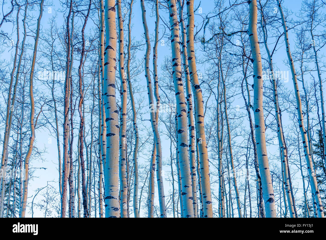 Des troncs d'Aspen Banque D'Images