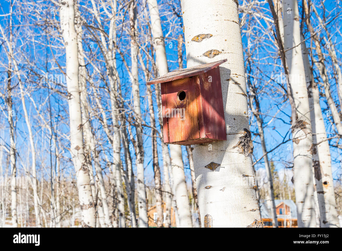 Le merlebleu azuré maison d'oiseau sur l'arbre d'aspen Banque D'Images
