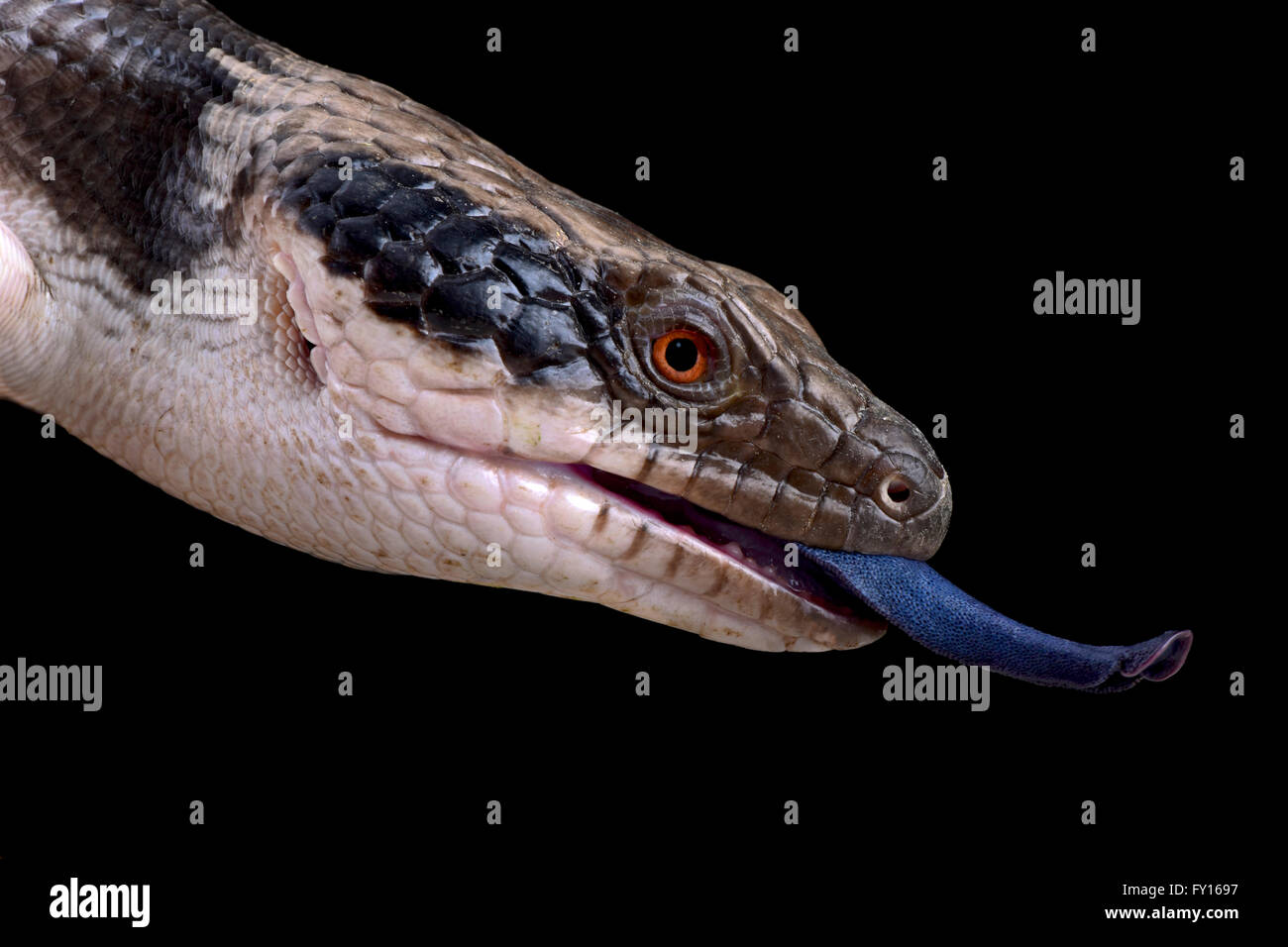 Western blue-tongued skink (Tiliqua occipital) Banque D'Images