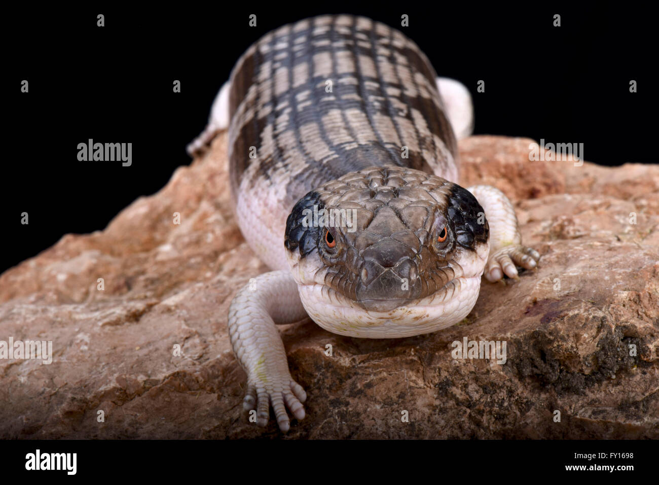 Western blue-tongued skink (Tiliqua occipital) Banque D'Images
