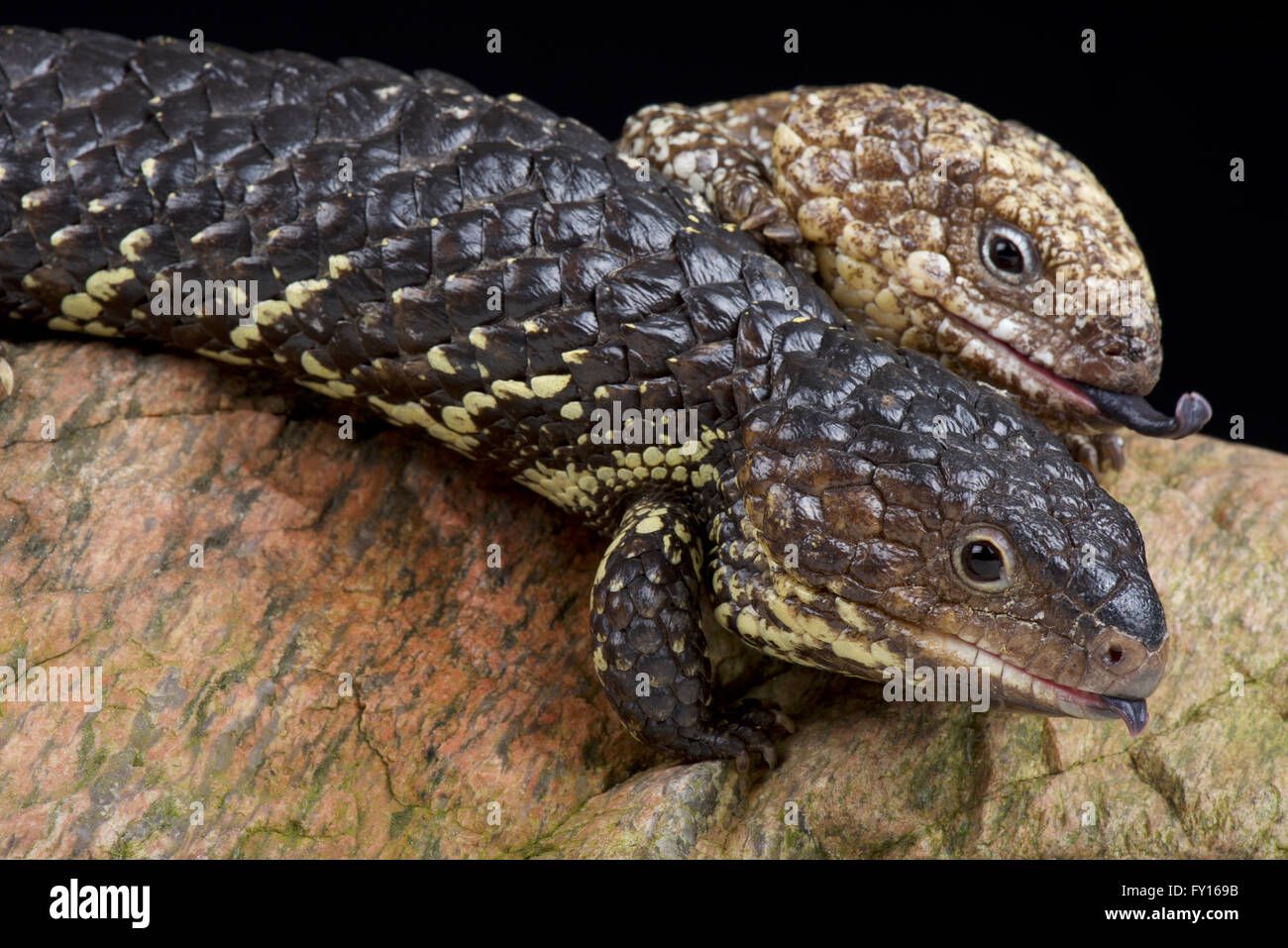 Shingleback Tiliqua rugosa rugosa (skink) Banque D'Images