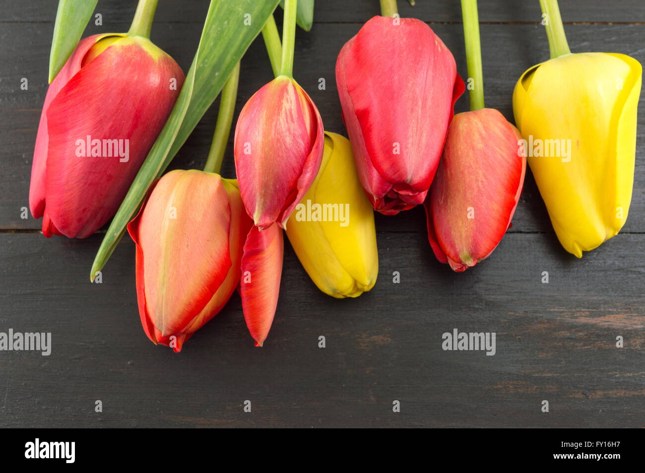 Tulipes rouges et jaunes sur une table en bois foncé Banque D'Images