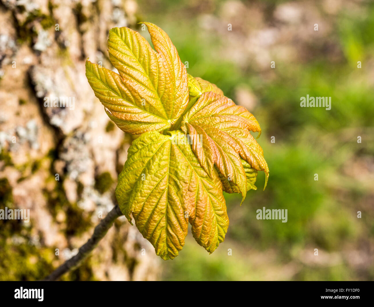 Rivington, Lancashire, Royaume-Uni. 19 avril 2016, les premiers signes du printemps avec l'éclatement de l'arbre dans la vie avec l'actuel printemps pluvieux, la météo. © Sue Burton/Alamy Live News Banque D'Images