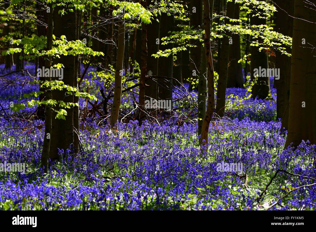 Bruxelles. 20 avr, 2016. Photo prise le 20 avril 2016 salons qui fleurissent, jacinthes sauvages, vers la mi-avril, en tournant la forêt complètement bleu et formant un tapis dans la Hallerbos, également connu sous le nom de 'forêt' bleu, quelque 20 kilomètres au sud de Bruxelles, Belgique. © Gong Bing/Xinhua/Alamy Live News Banque D'Images