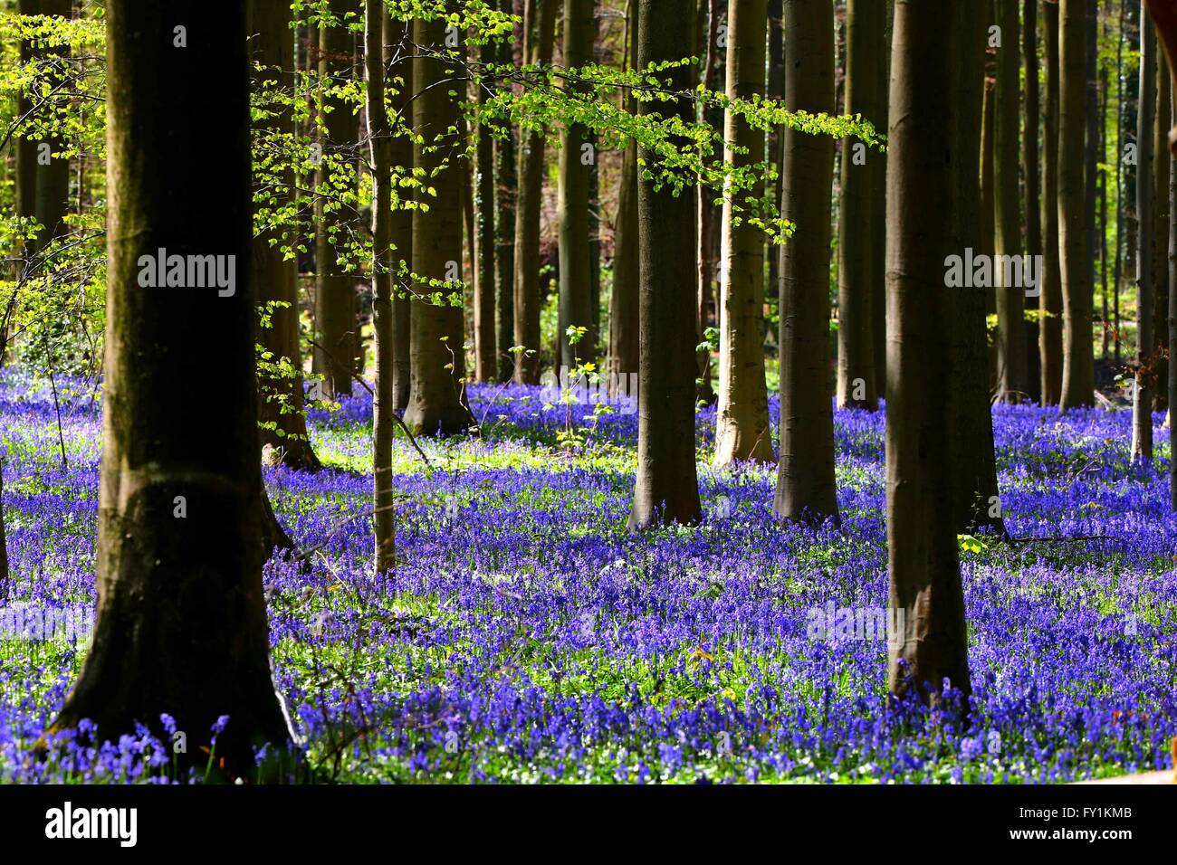 Bruxelles. 20 avr, 2016. Photo prise le 20 avril 2016 salons qui  fleurissent, jacinthes sauvages, vers la mi-avril, en tournant la forêt  complètement bleu et formant un tapis dans la Hallerbos, également