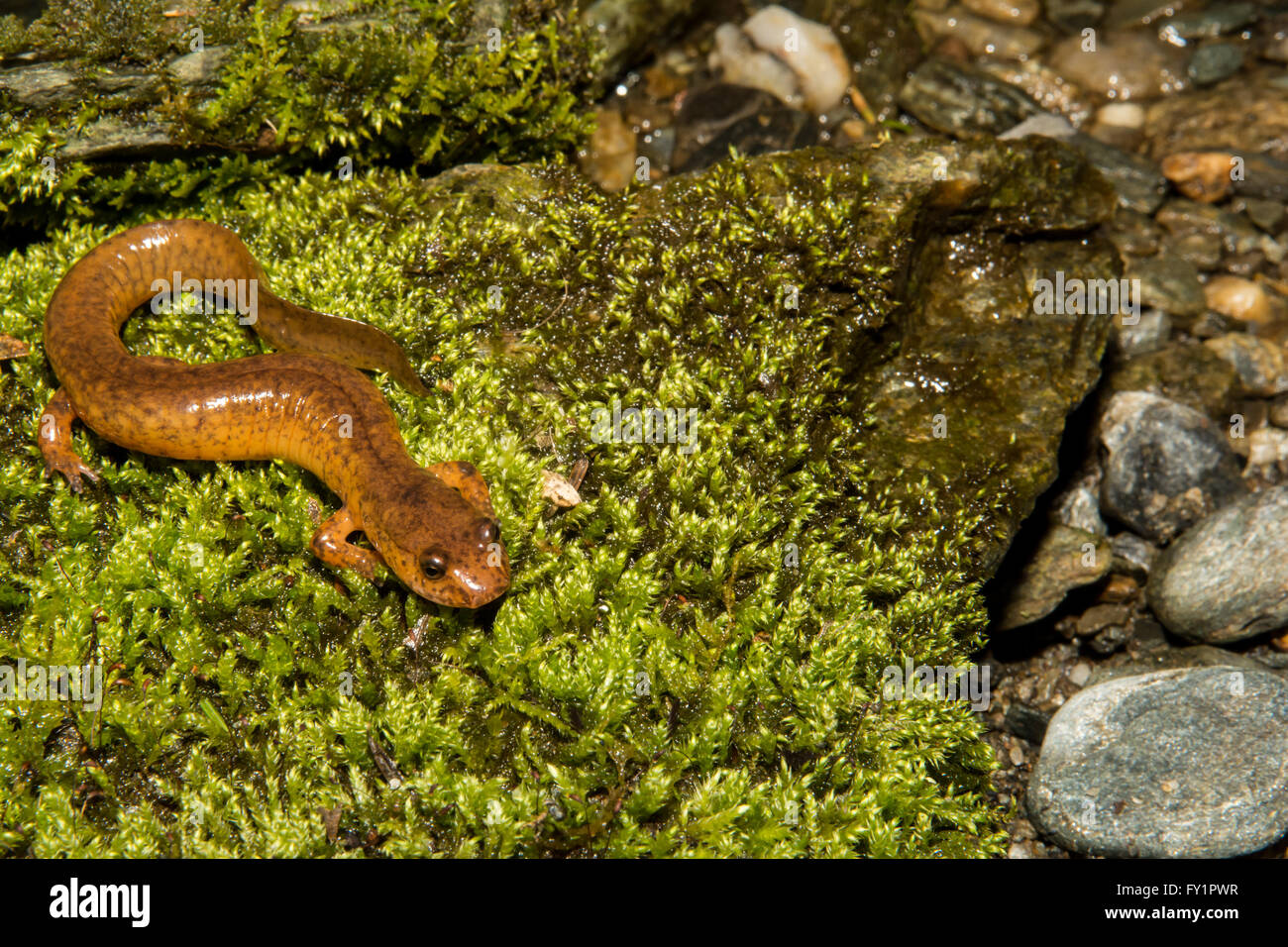 Le nord de salamandre Banque D'Images