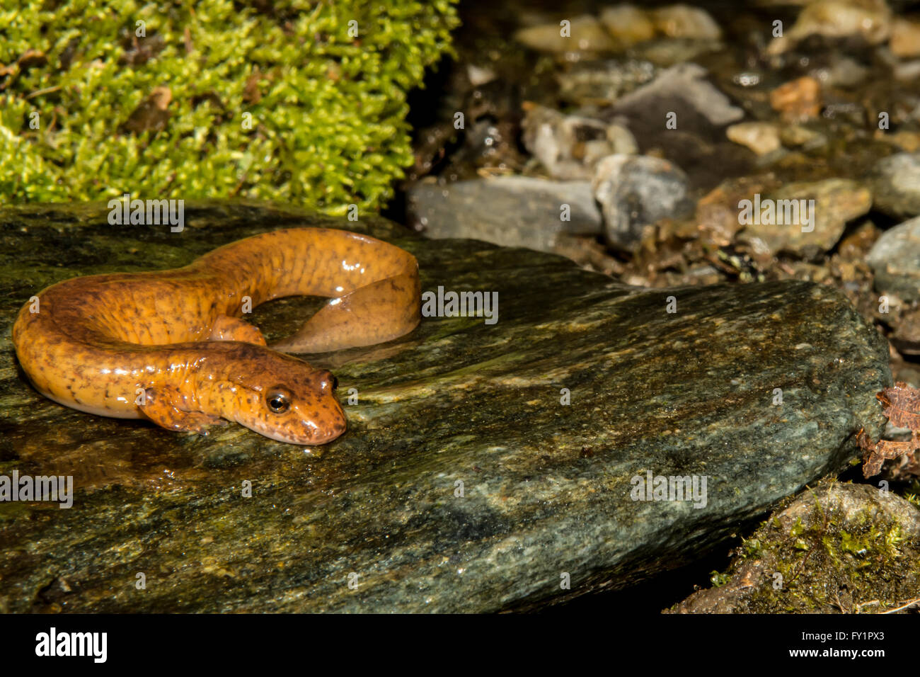 Le nord de salamandre Banque D'Images