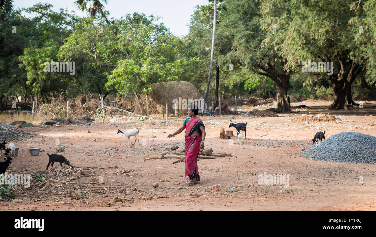Femme indienne prendre soin de son troupeau de chèvres dans le pays à l'extérieur du village de Kuilapalayam, Auroville, l'Asie Banque D'Images