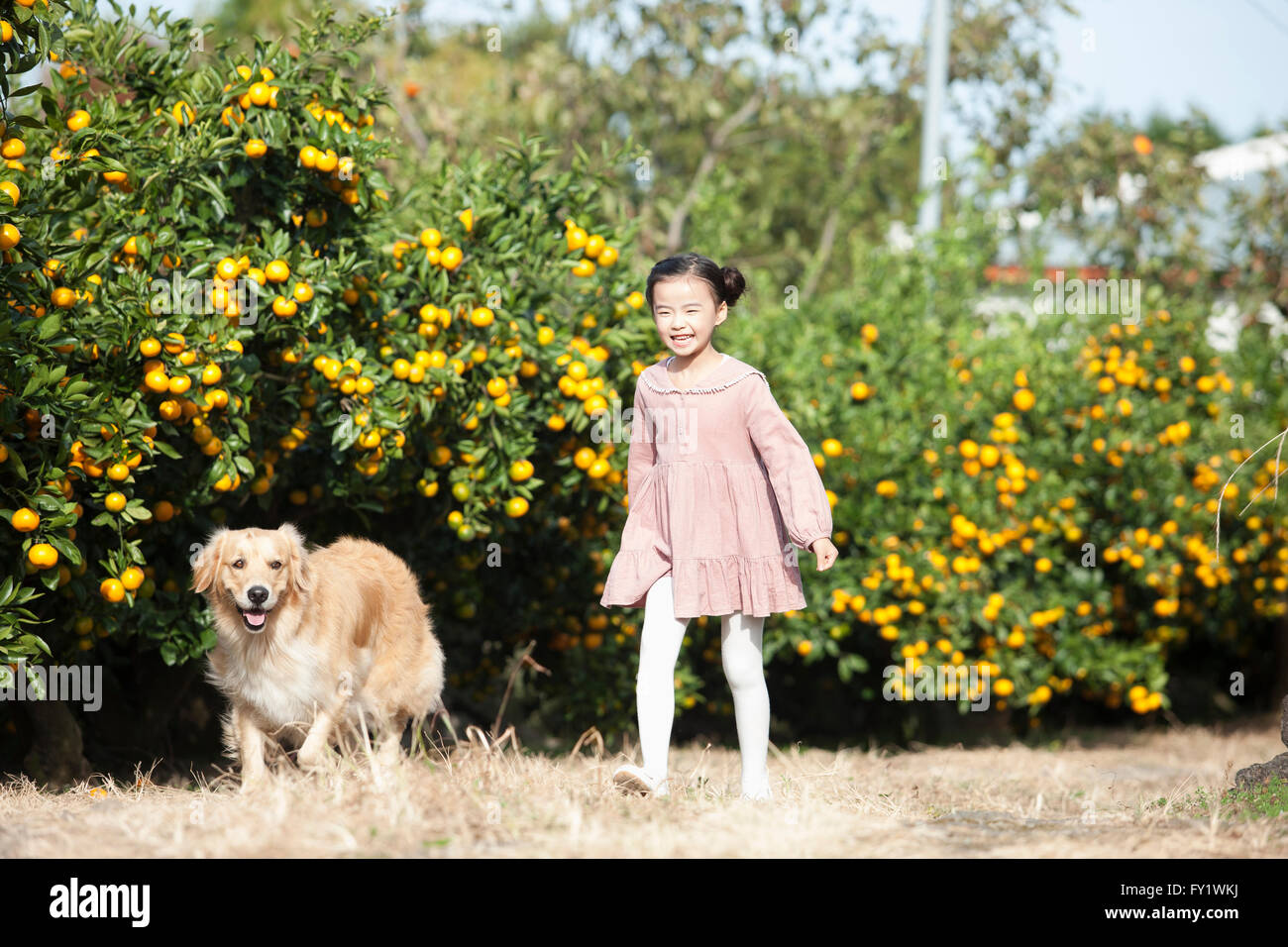 Fille avec un chien à marcher ensemble sur le chantier près de domaine mandarine à Jeju Banque D'Images