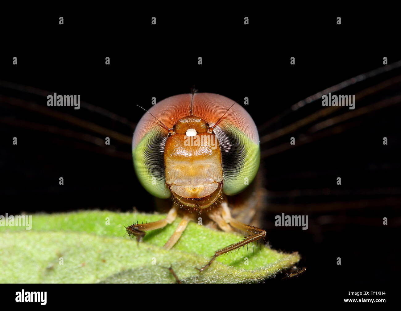 Macro image de la tête d'une libellule dans la nuit Banque D'Images