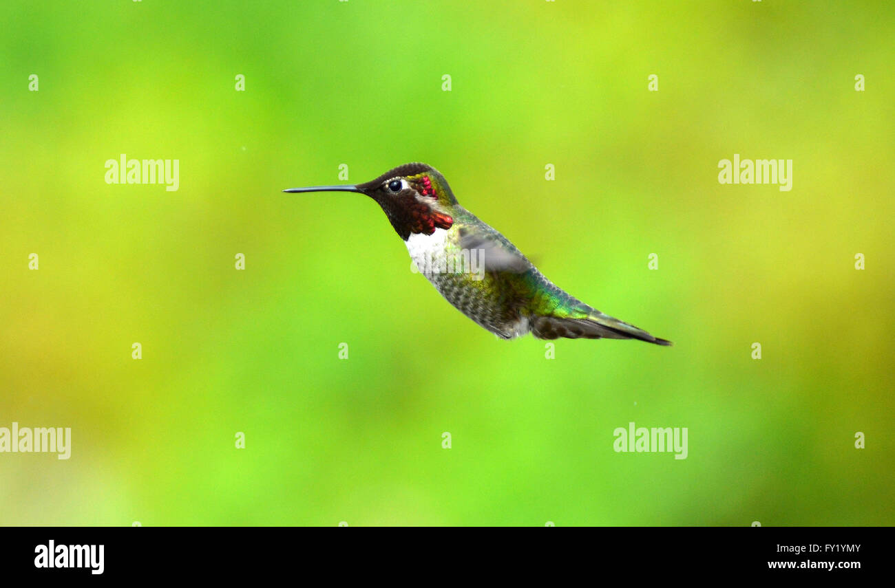 Hummingbird mâle sur l'aile. Banque D'Images