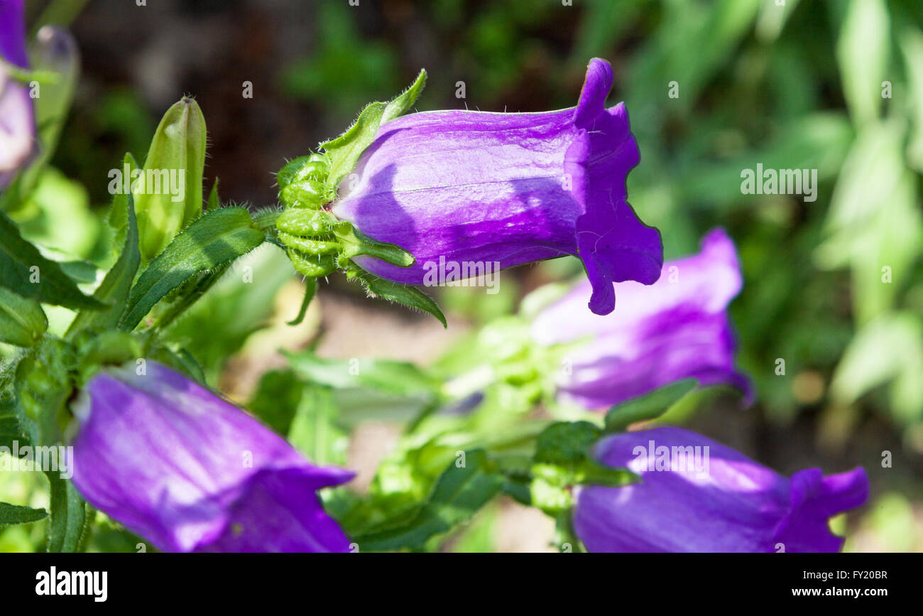 Les fleurs d'un bleu vif Perenial Campanula 'Moyenne' bleu Banque D'Images