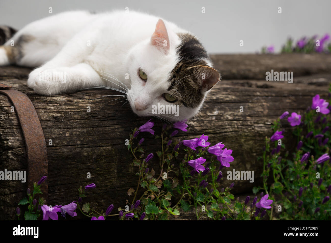 Image en couleur d'un chat tigré gris et blanc couché sur un banc en bois dans un jardin près de quelques petites fleurs violet / rose. Banque D'Images