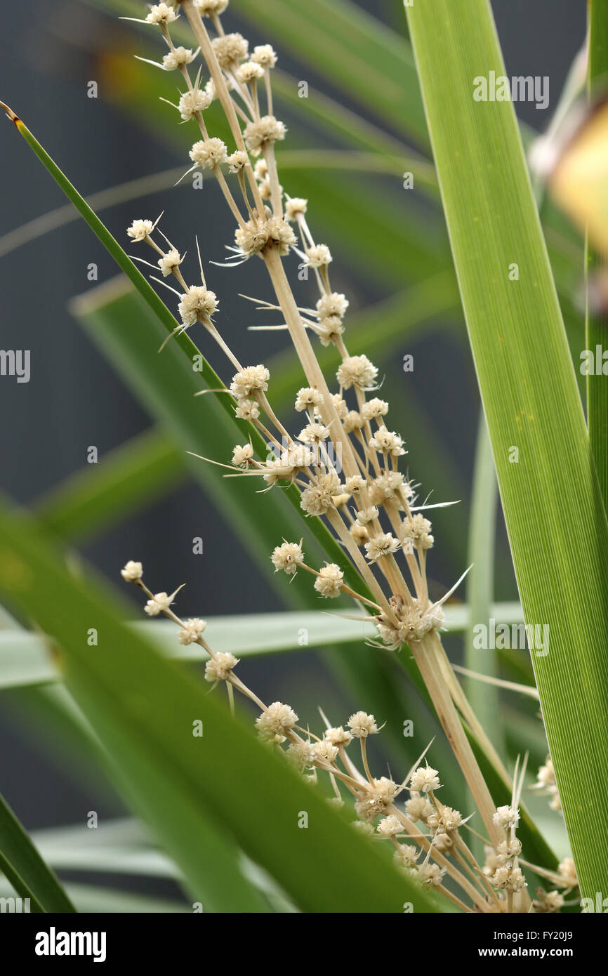 Lomandra longifolia ou également connu sous le nom de tortue à tête de Mat-rush, herbe Panier Banque D'Images