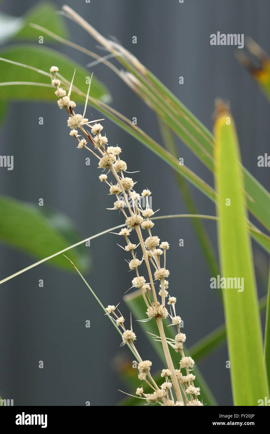Lomandra longifolia ou également connu sous le nom de tortue à tête de Mat-rush, herbe Panier Banque D'Images