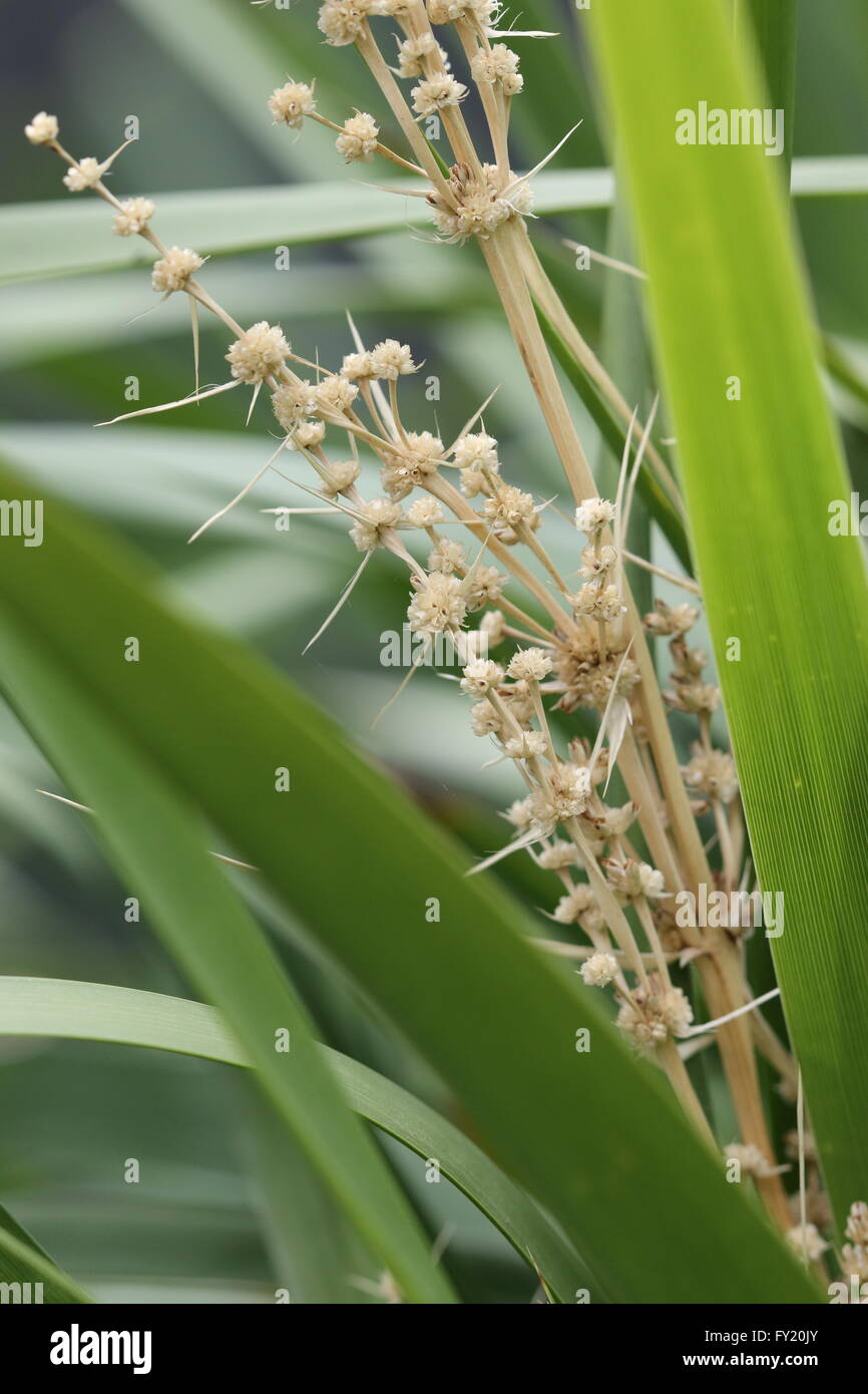 Lomandra longifolia ou également connu sous le nom de tortue à tête de Mat-rush, herbe Panier Banque D'Images