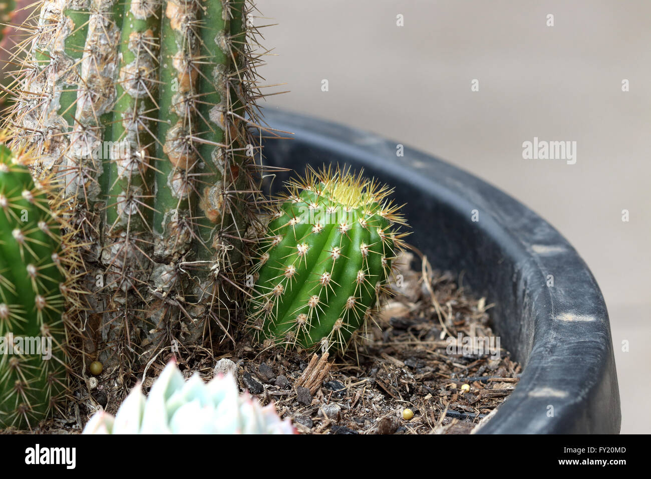 La nouvelle croissance Echinopsis (Trichocereus) spachiana cactus et l'usine principale Banque D'Images