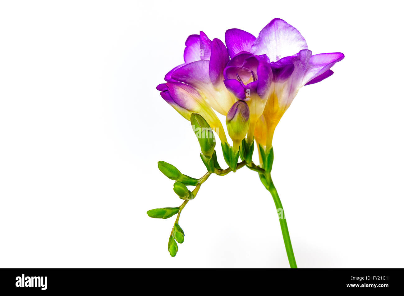 Jeu de têtes de fleurs de freesia bleu sur un fond blanc. Banque D'Images