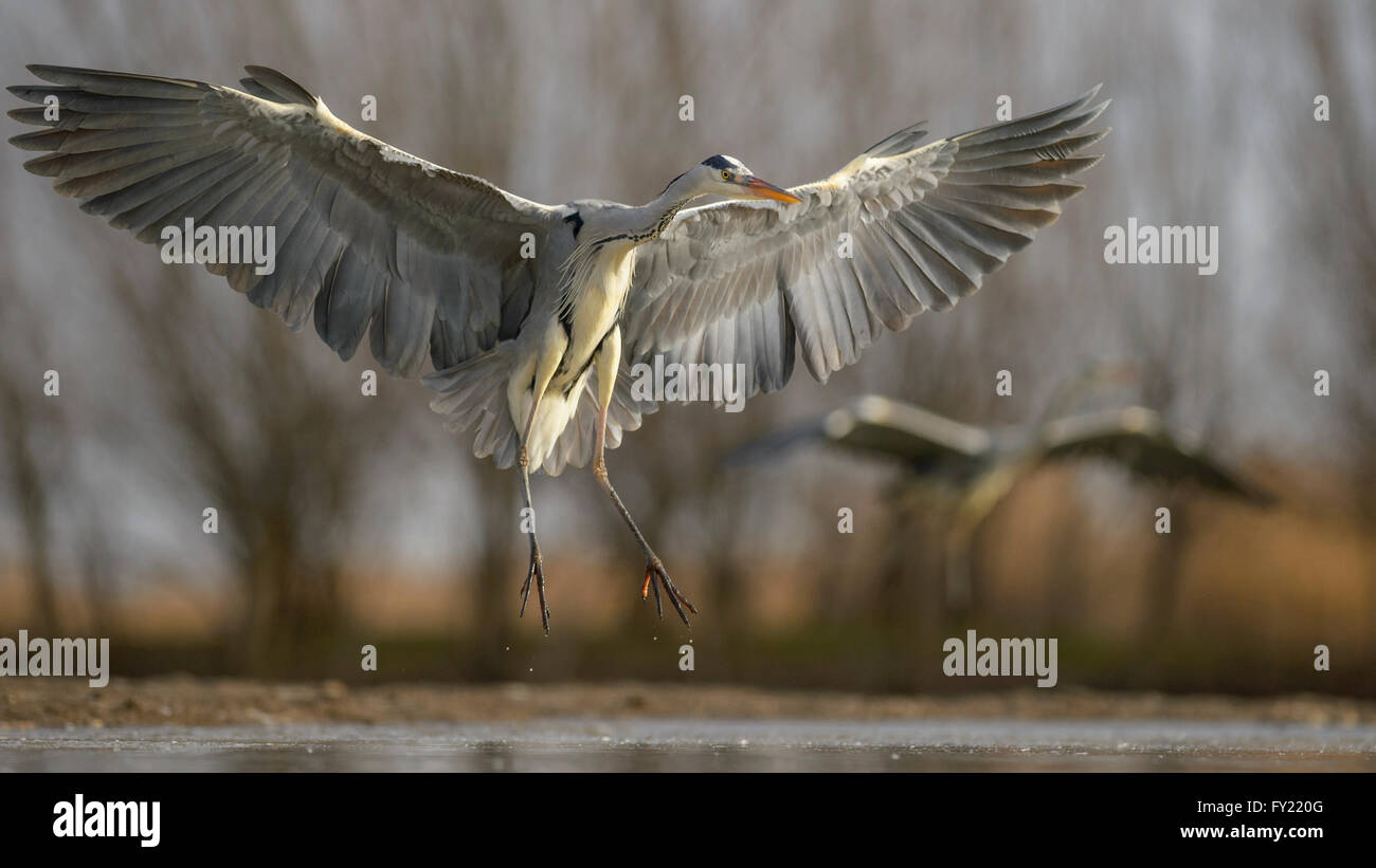 Héron cendré (Ardea cinerea), le vol, l'atterrissage sur un lac, Parc National de Kiskunság, Hongrie Banque D'Images