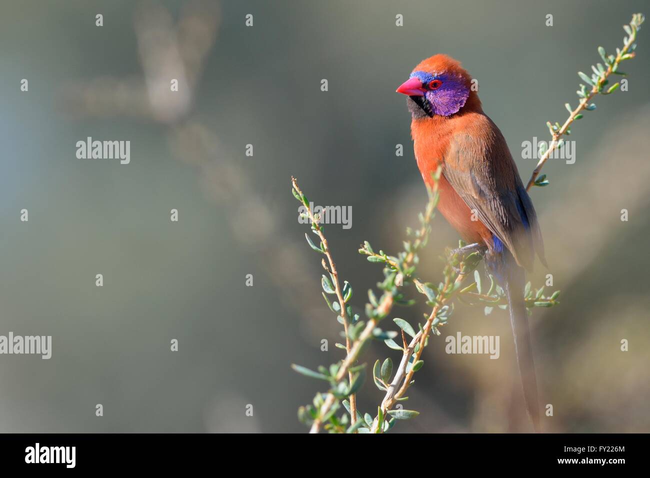 Violet-eared Waxbill (Uraeginthus granatina), homme, perché sur une branche, Kgalagadi Transfrontier Park, Northern Cape, Afrique du Sud Banque D'Images